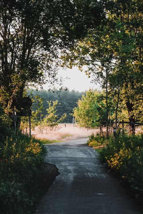 Side Rode Side Road in Woods · Free Stock Photo