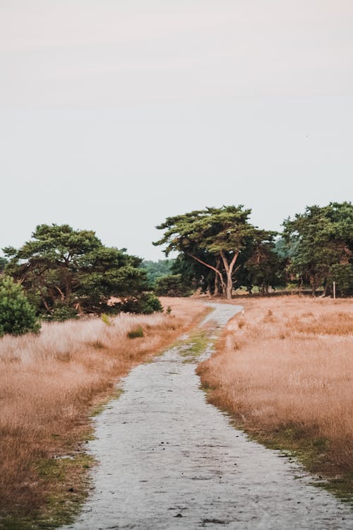 A Pathway in a Grass Field