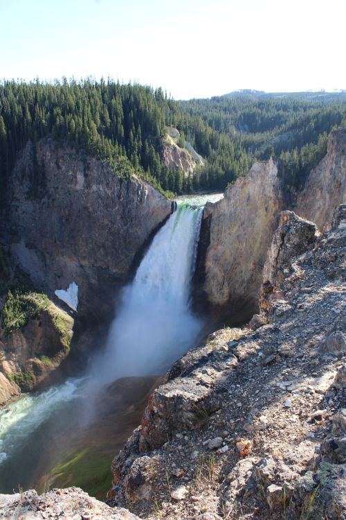 Free Breathtaking view of the cascading Lower Falls in Yellowstone, surrounded by lush forest and rocky cliffs. Stock Photo