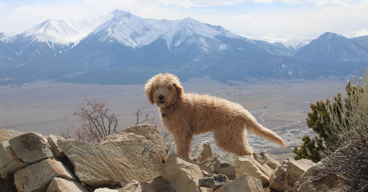 Goldendoodle on rocky terrain with mountain range backdrop in Buena Vista, CO.