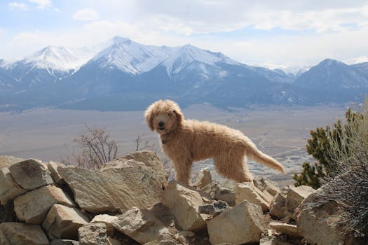 colorado hiking with dog