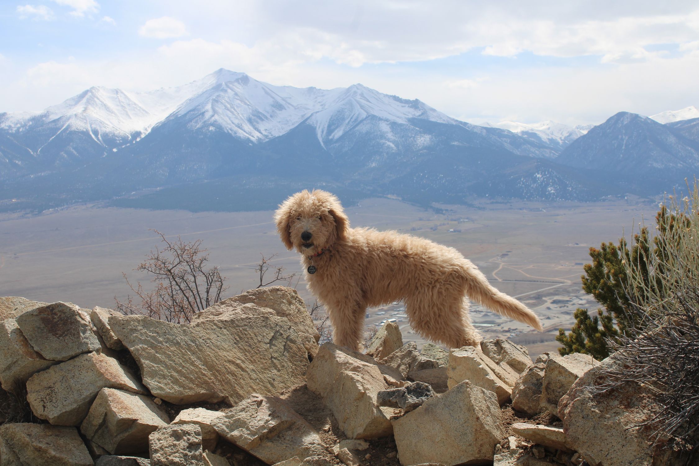 Goldendoodle on rocky terrain with mountain range backdrop in Buena Vista, CO.