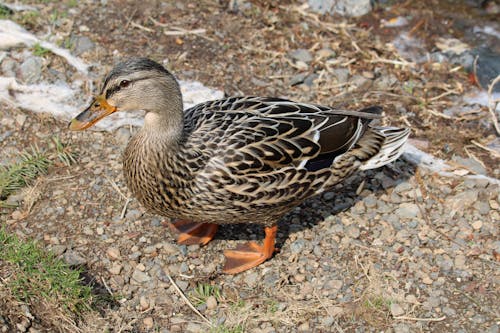 Free stock photo of duck