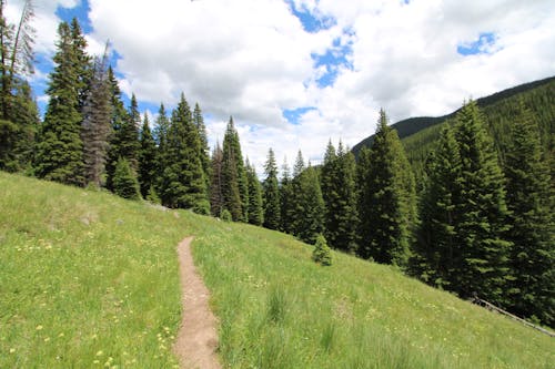 Free stock photo of green, mountain, trail