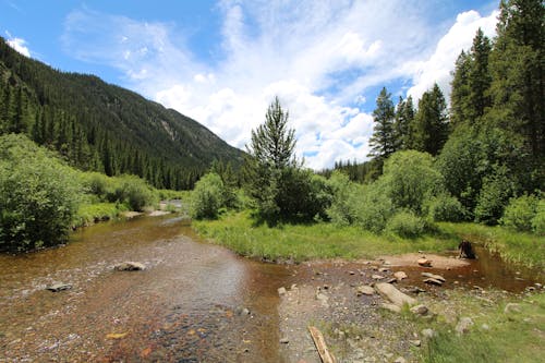 Green Trees Near River Under Blue Sky and White Clouds