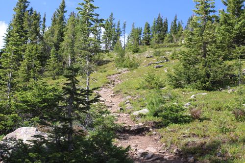 Free Explore a tranquil forest pathway lined with lush evergreens, under a clear blue sky. Stock Photo