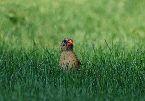 Free A female Northern Cardinal perched among lush greenery, showcasing her vibrant beak and feathers. Stock Photo