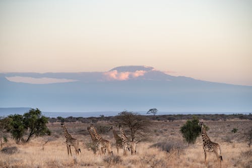 Giraffes on Brown Grass Field with Trees