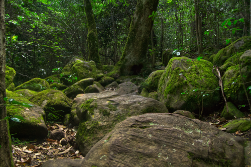 Free Moss-covered rocks and lush green foliage in a tranquil South African forest. Stock Photo