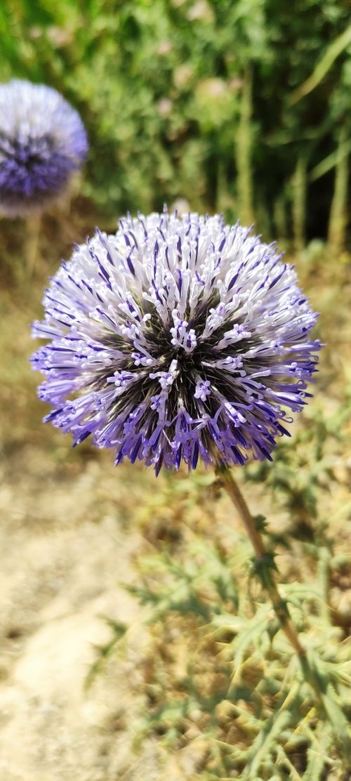Free Purple flower  Stock Photo