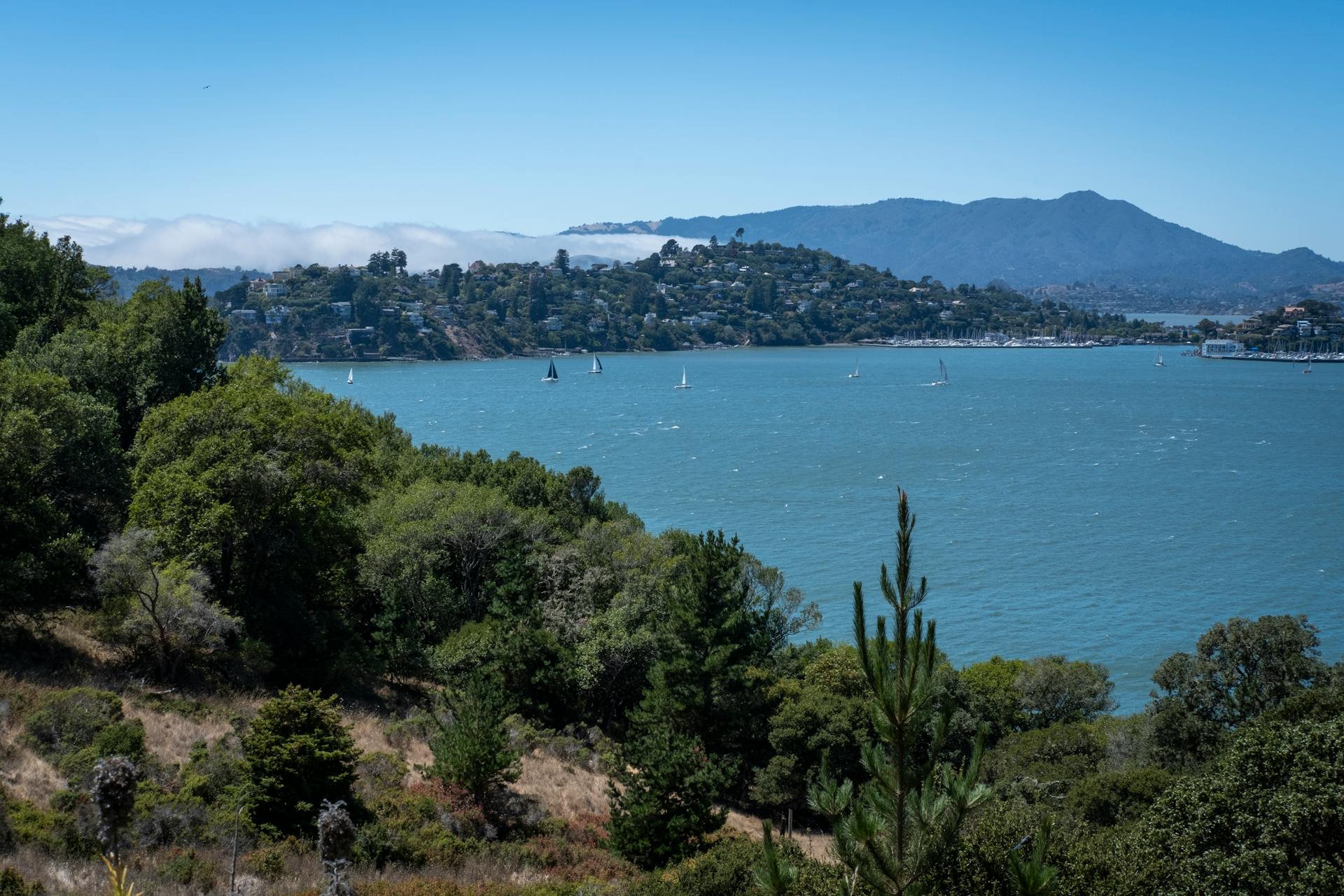 A beautiful view of sailboats on Richardson Bay with Marin County hills in the background.