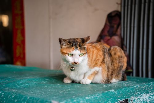 Free Close-up of a calico cat with green eyes wearing a bell indoors. Stock Photo