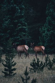 Two deer roam peacefully among lush evergreens in a serene forest landscape.