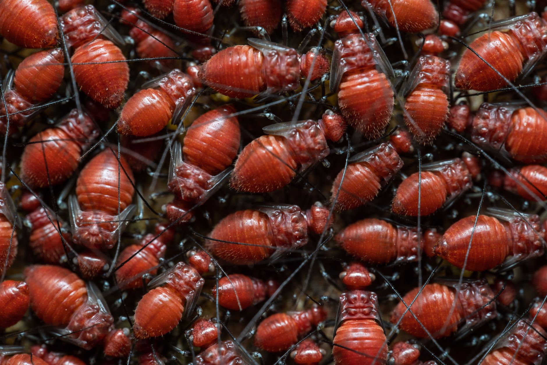 St. Louis Bed Bug Extermination Cost for One Room