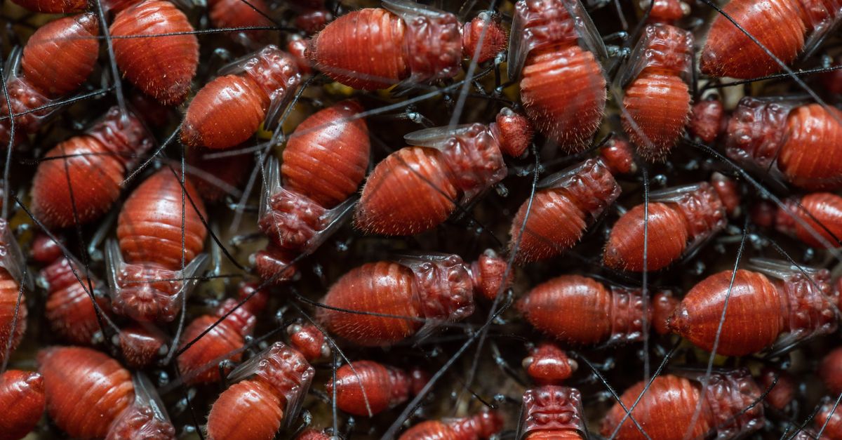 All Red Insects Closeup of Red Insects · Free Stock Photo