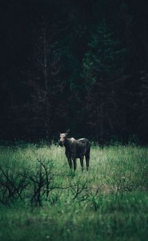 Wild moose standing in a peaceful meadow surrounded by lush forest at dusk.