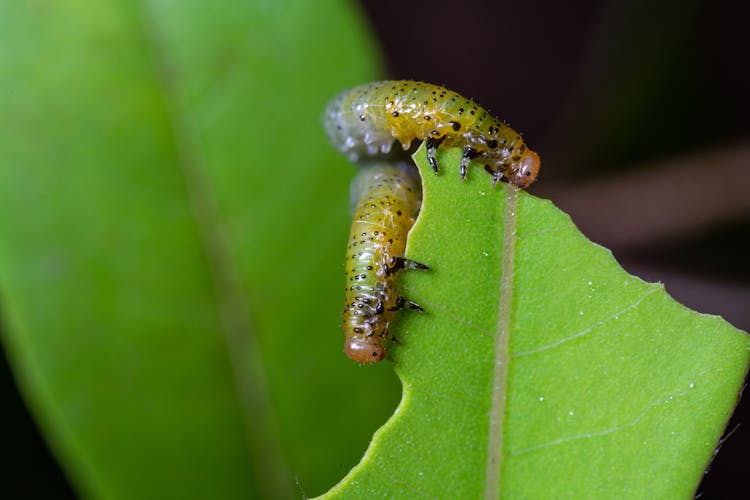 Caterpillars Eating Leaf