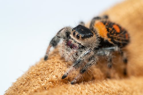 Close-Up Shot of a Spider 