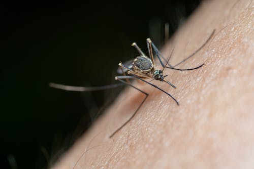 Macro Shot of a Mosquito on Human Skin