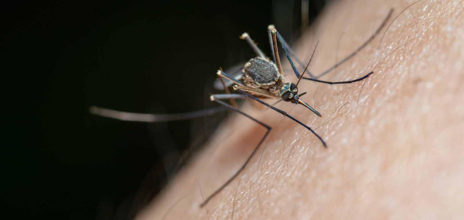 Mosquito on skin, close-up