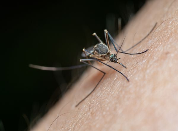 Mosquito on skin, close-up