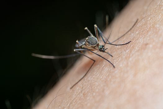 Invasive 'Aggressive' Mosquito Species Detected in Ontario, Raising Ottawa Watch