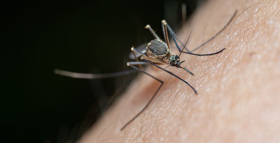 Macro shot of a mosquito — Aedes mosquitoes are a year-round dengue risk in Selangor