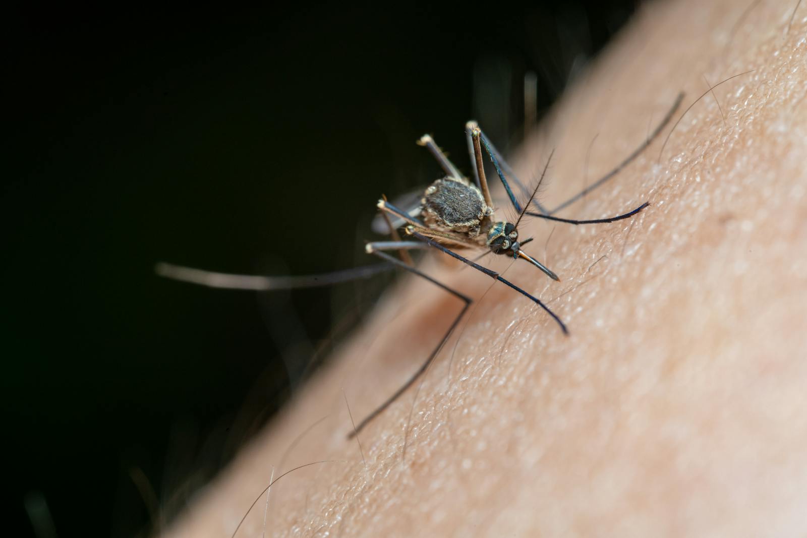 Buzz Off! Natural Homemade Bug Repellent Recipes to Reclaim Your Outdoors