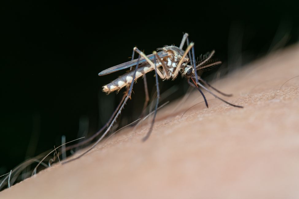 Vacinação Dengue Manaus: Como se Proteger e Onde Vacinar