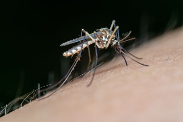 Close-up macro photo of a mosquito on skin