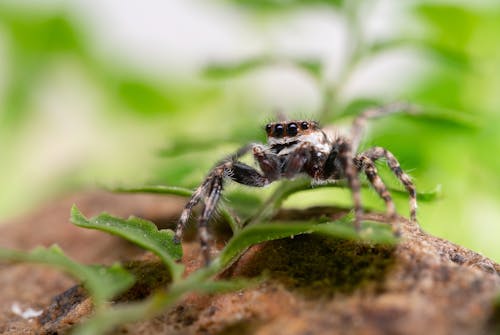 Spider on Brown Rock and Green Leaves