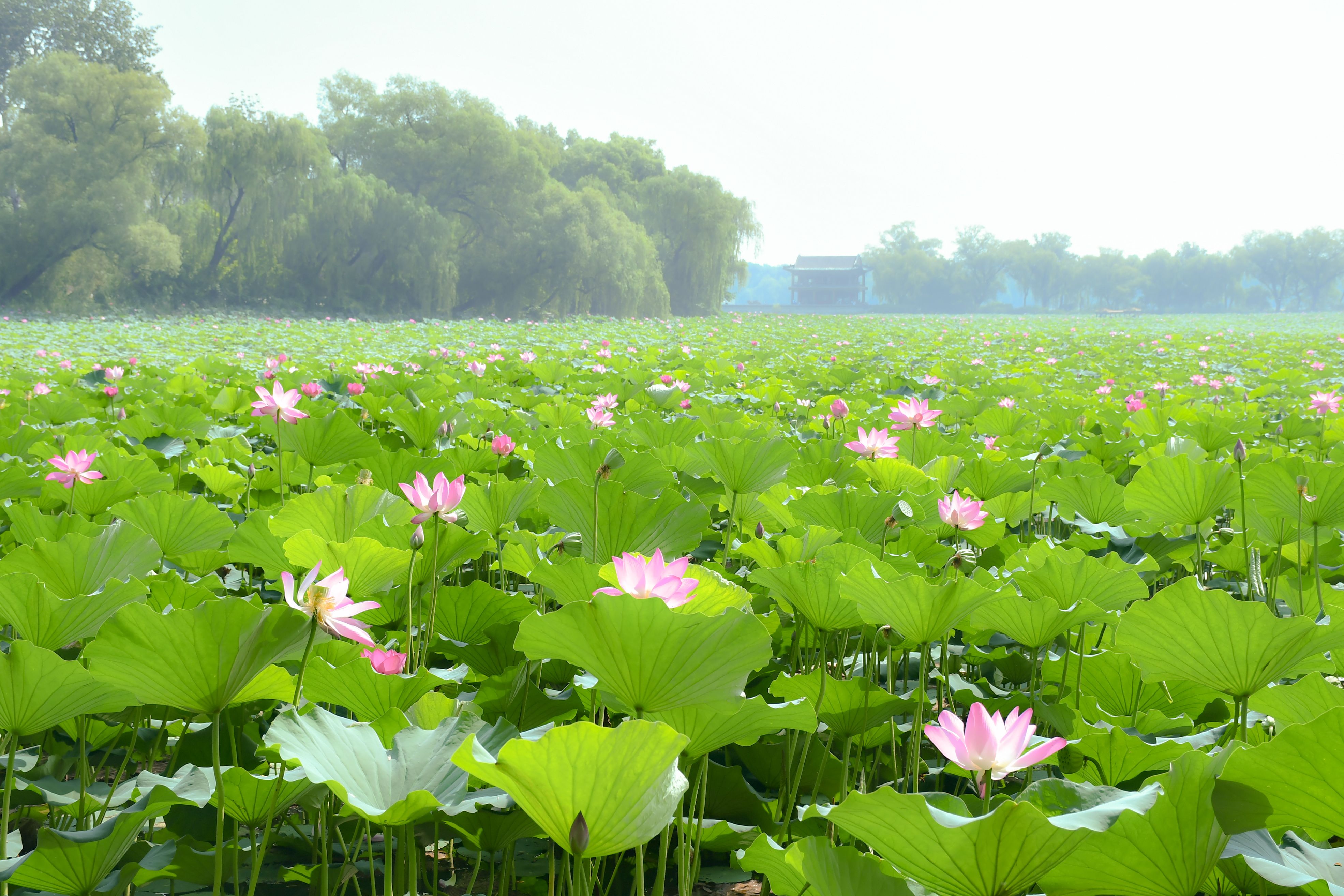 Lotus Flowers Photos, Download The BEST Free Lotus Flowers Stock Photos ...