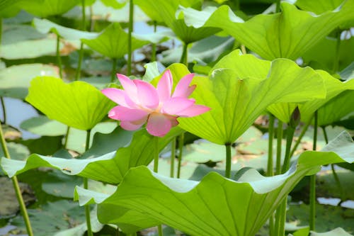 Foto stok gratis berkembang, bunga, Daun-daun