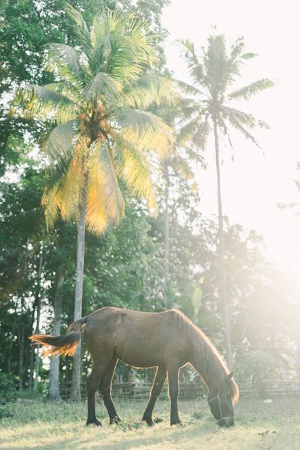 Beautiful scene of a horse grazing under coconut trees with warm sunlight filtering through.