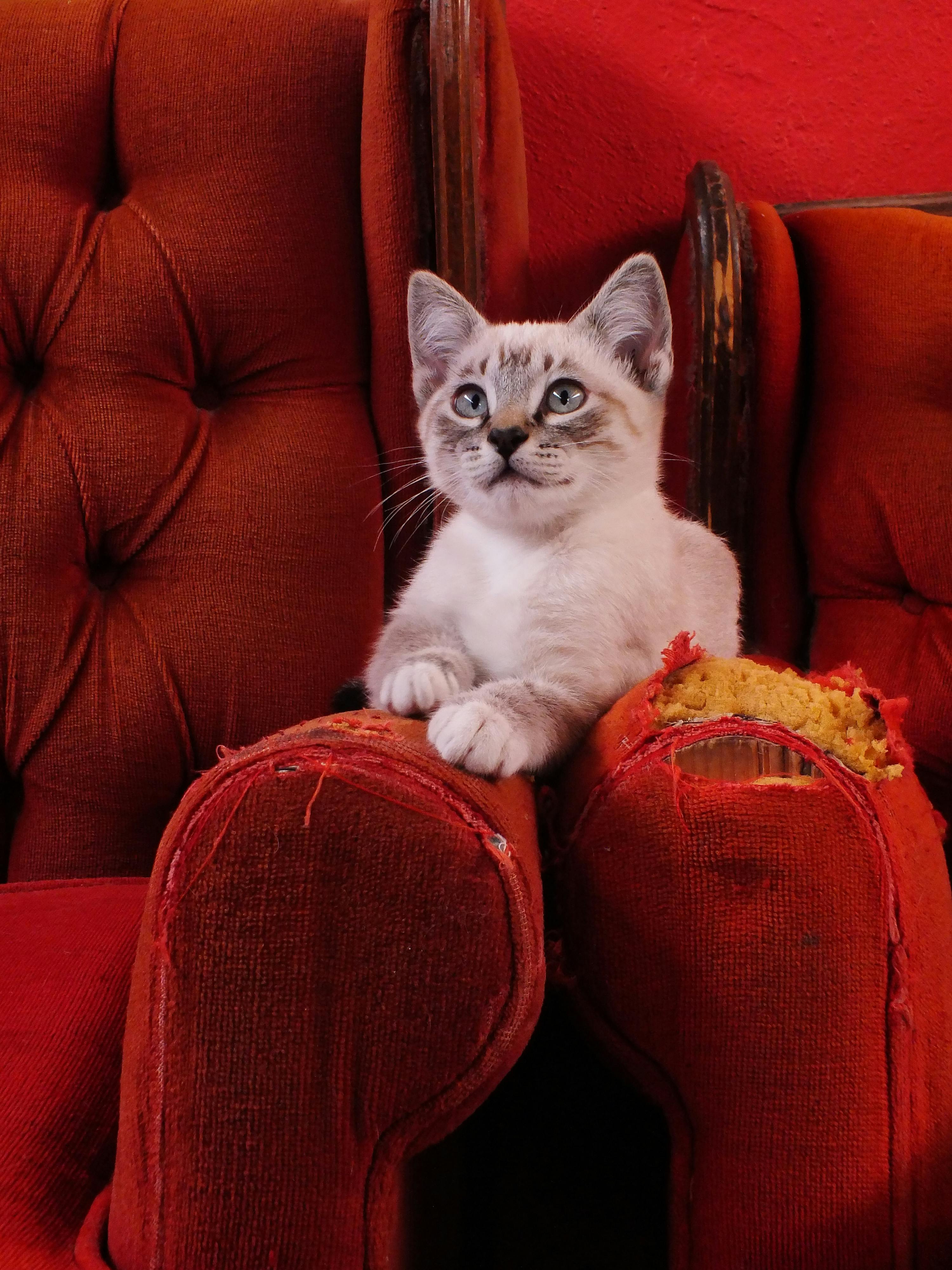 White Cat on Red Armchairs · Free Stock Photo
