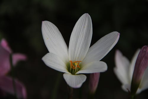 White Flower in Tilt Shift Lens