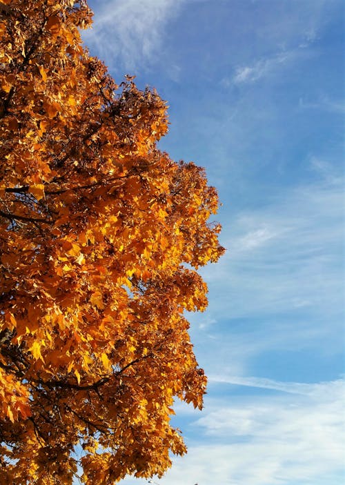 Autumn Trees Under the Sky