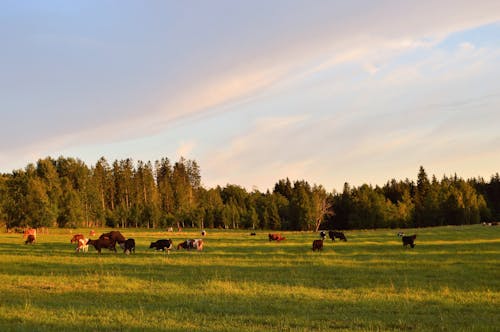 Free Herd of Cattle on the Field Stock Photo