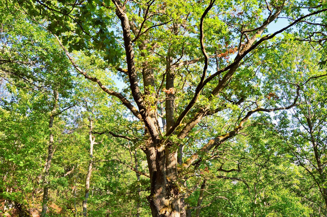 ağaç, ağaçlar, doğa içeren Ücretsiz stok fotoğraf