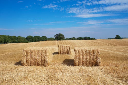 Free Hay Bales on Brown Field Stock Photo