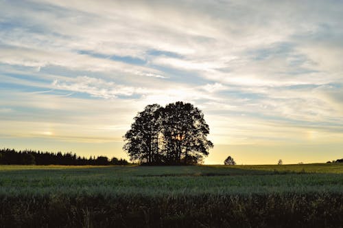 бесплатная Фотография зеленого листа дерева на зеленом поле в пасмурный день Стоковое фото