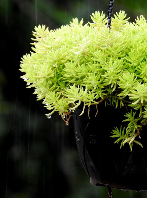 Fotobanka s bezplatnými fotkami na tému botanický, čerstvý, črepník