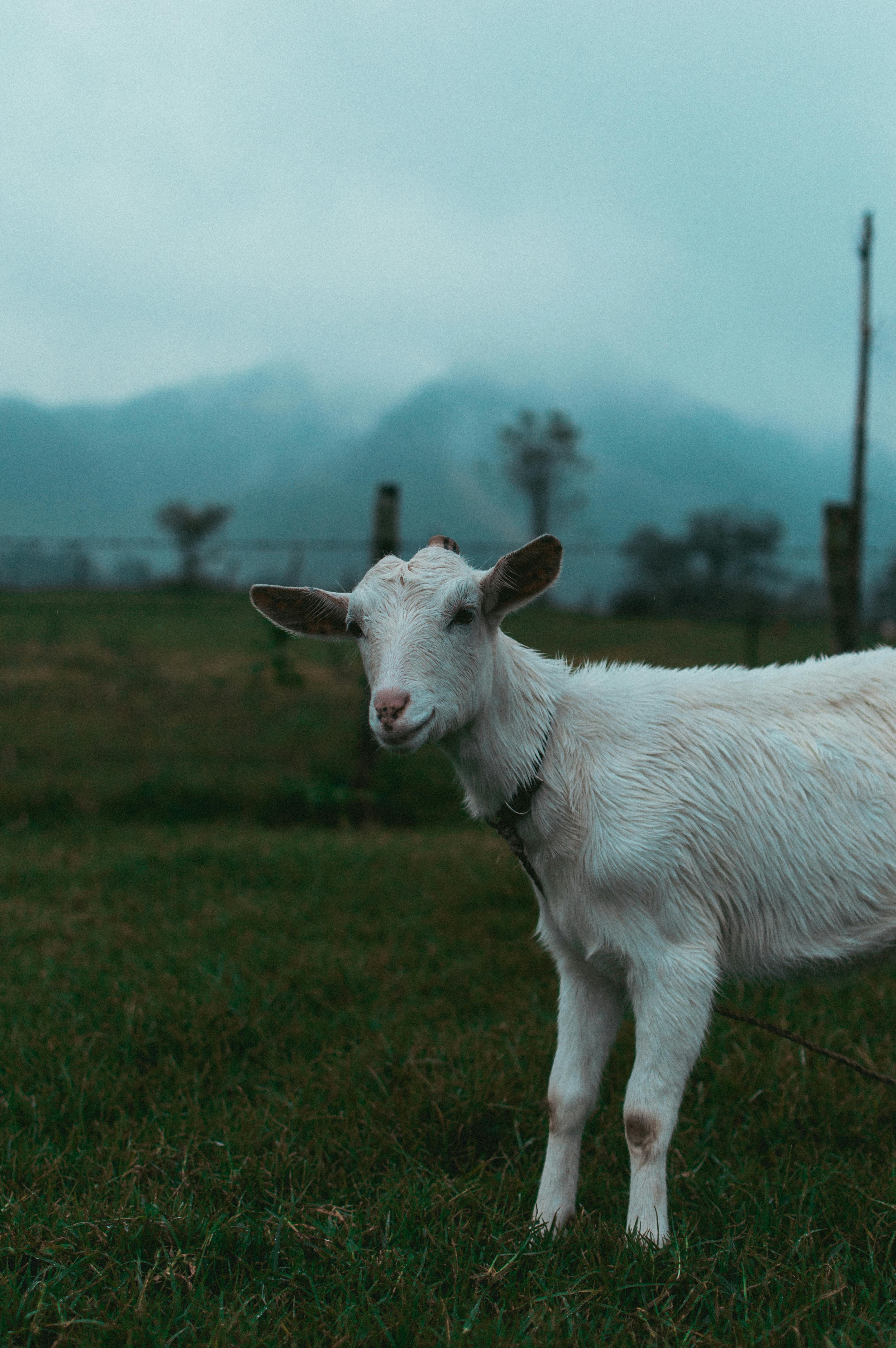 A white goat stands on a lush field with misty mountains in the background.