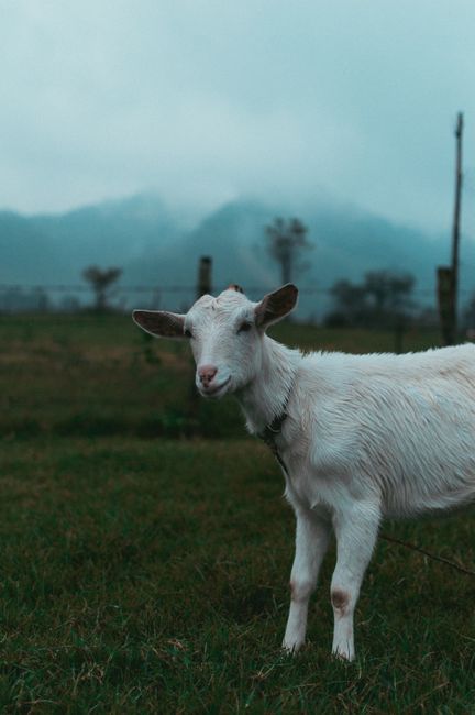 A white goat stands on a lush field with misty mountains in the background.