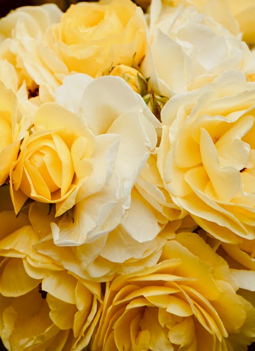 White and Yellow Roses in Bloom 