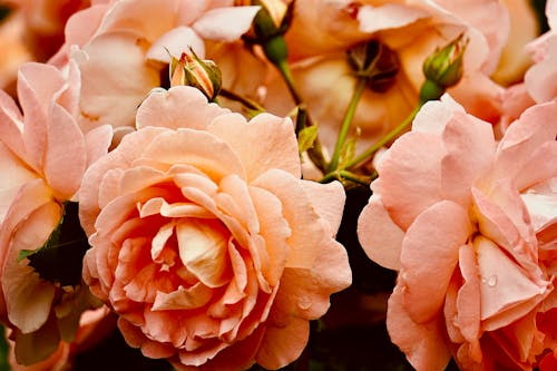 Pink Roses in Close Up Photography