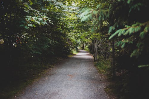 Unpaved Pathway Between Green Trees