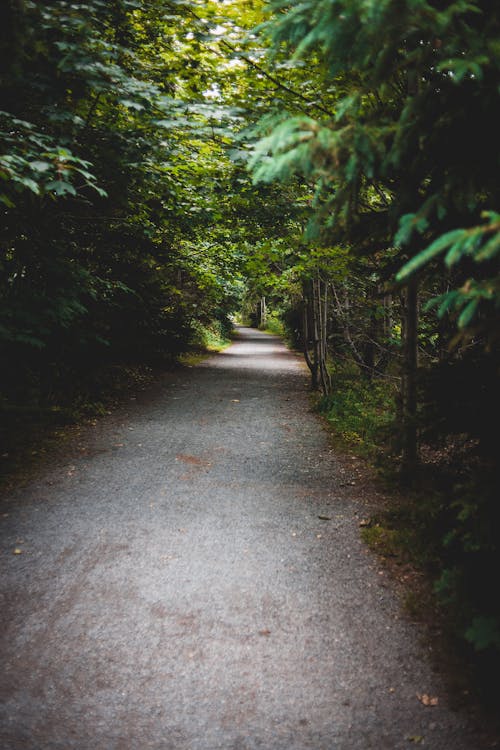 Foto profissional grátis de árvores, caminho, estrada não pavimentada