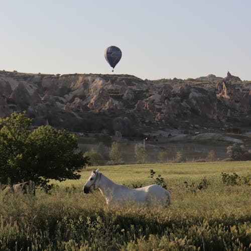 Бесплатное стоковое фото с воздушный шар, горы, дерево