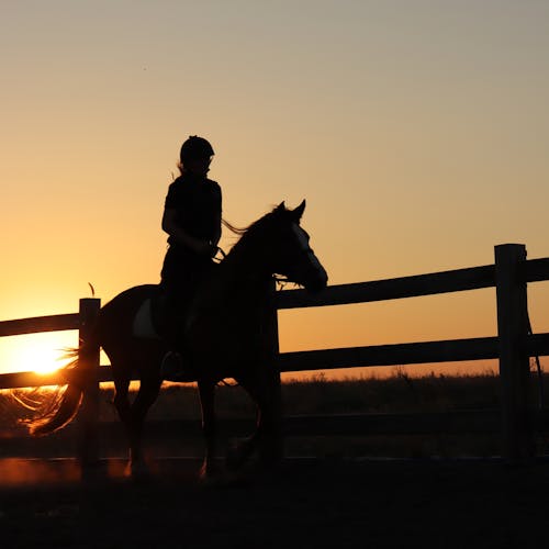 akşam karanlığı, arkadan aydınlatılmış, at içeren Ücretsiz stok fotoğraf